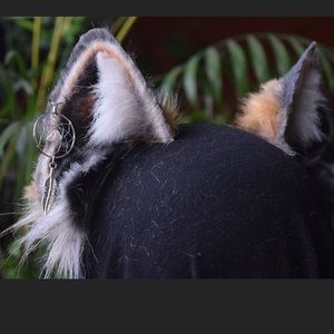 Grey Fox Ears